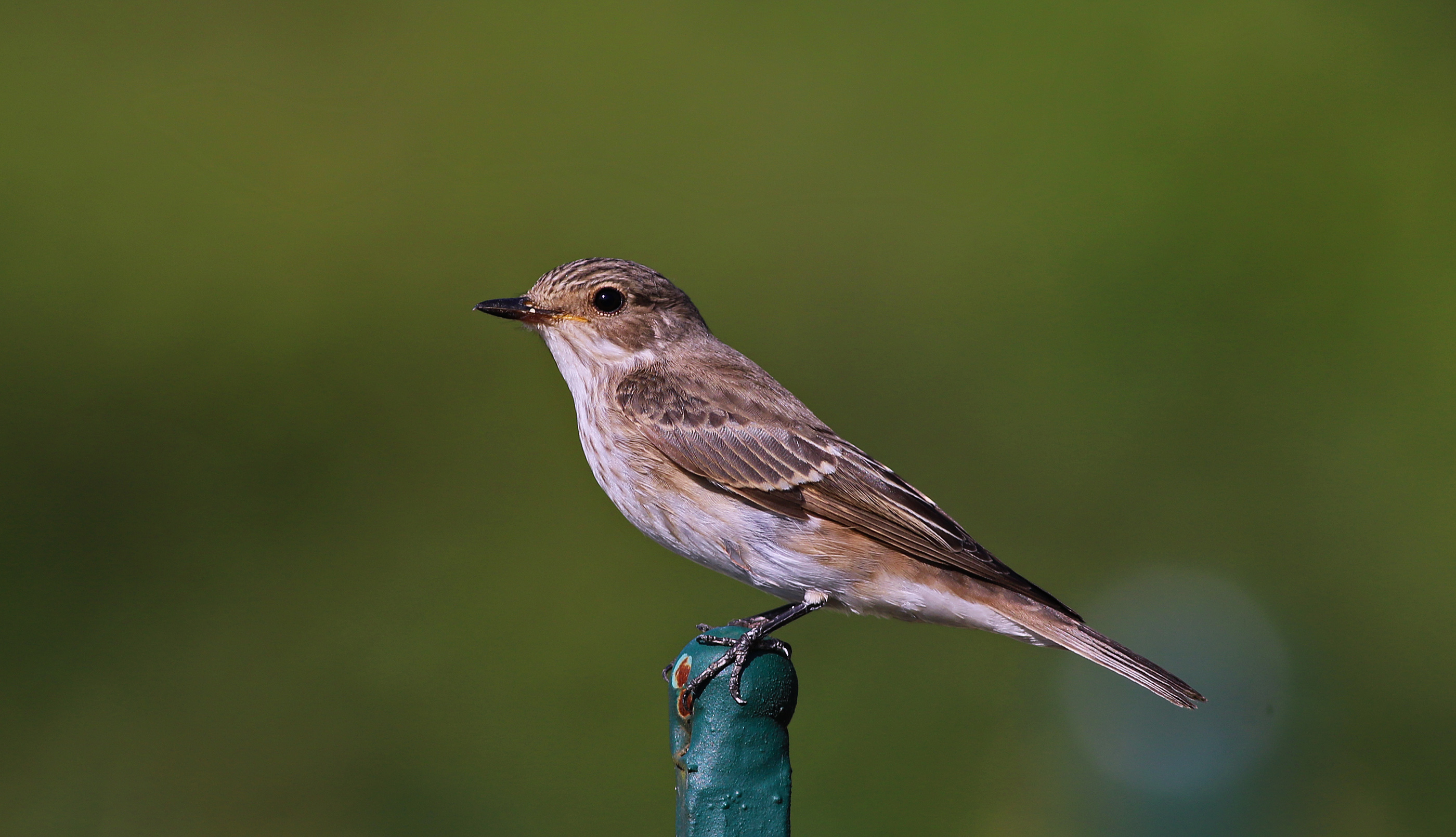 Spotted Flycatcher